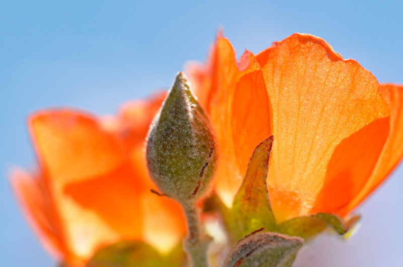 Apricot Globe Mallow close up macro view