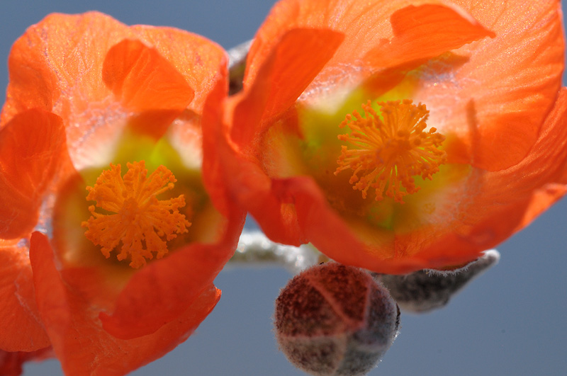 Looking inside Apricot Mallow flowers