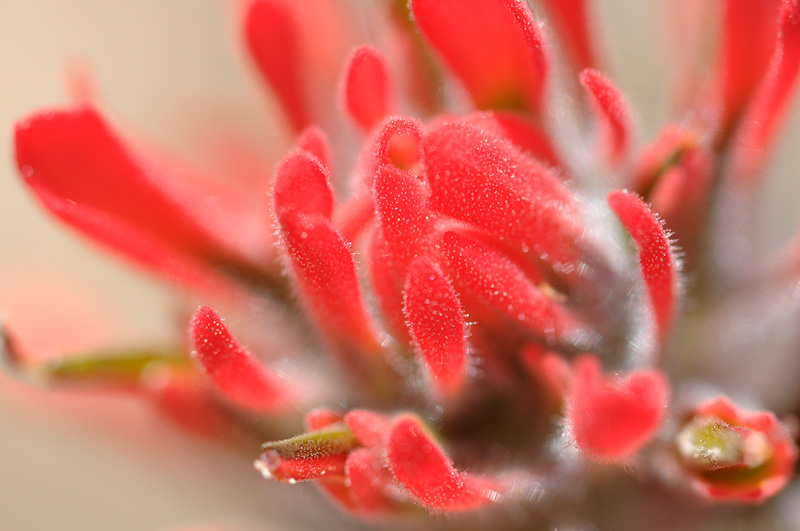 Indian Paintbrush close up macro view