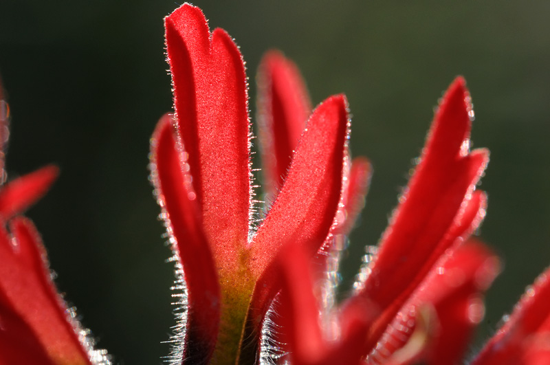 Indian Paintbrush bristles