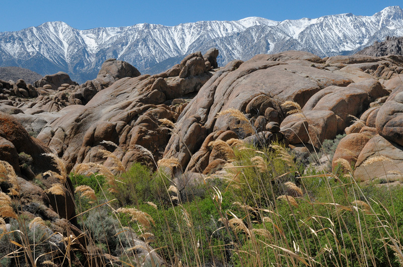 Eastern Sierra, Alabama Hills, and mixed vegitation