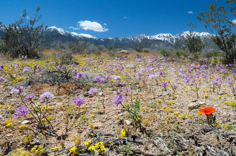 Sierra Onion and Kennedy's Mariposa Lilies cover the desert floor with vibrant colors