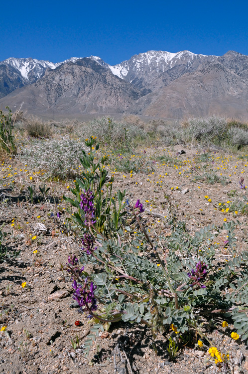 California Desert Wildflowers, purple milk vetch, goldfields, fiddleneck, and a ladybug