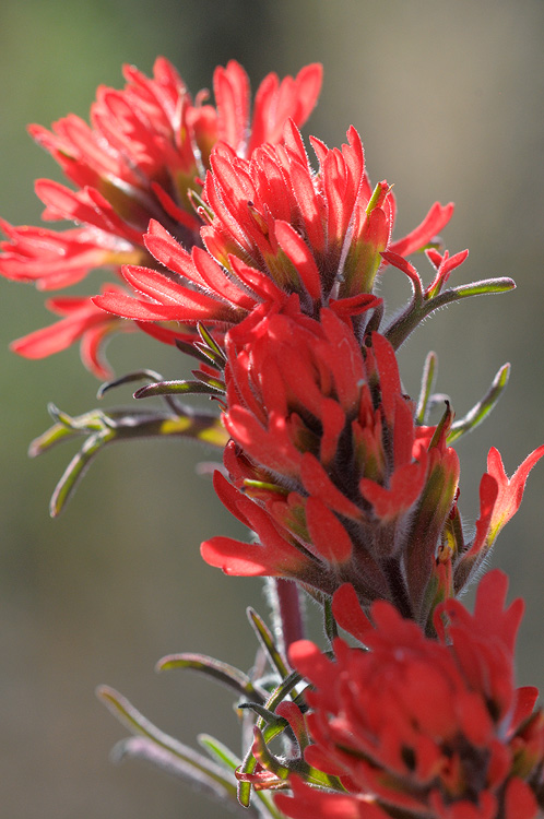 close up view of bright red Indian Paintbrush wildflowers