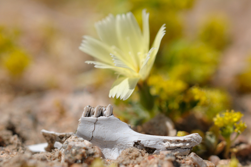 small jawbone and Desert Dandelion flower