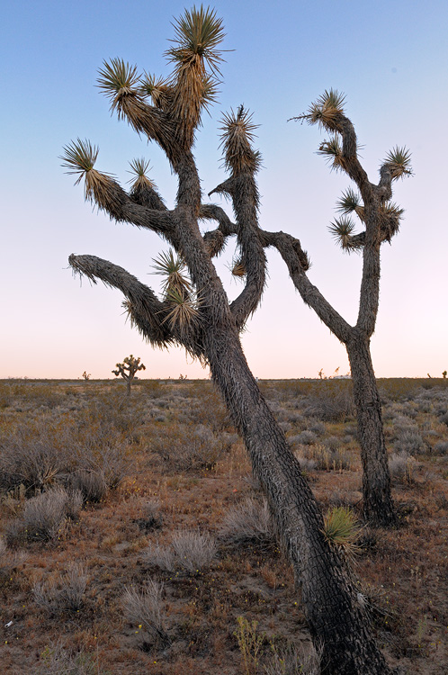 Joshue Trees in the high desert, at sunset