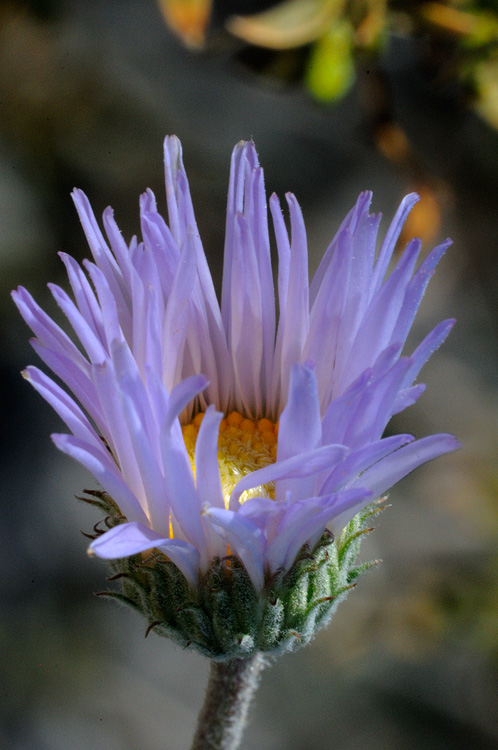 A beautiful Mojave Aster in bloom.  Thank you Kahlee for helping me to identify a number of flowers on the trip!!!