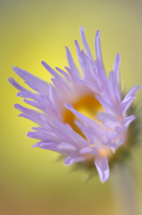 purple and yellow Mojave Aster photographed with the lens opened up, to selectively reduce  focus