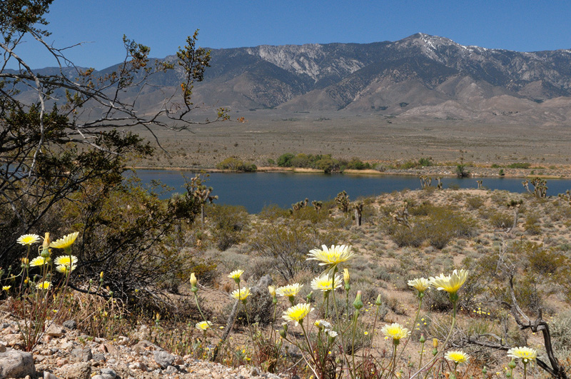 Border of the Eastern Sierra and the High Desert