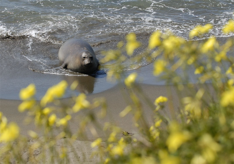 Elephant seal on the beach near San Simeon