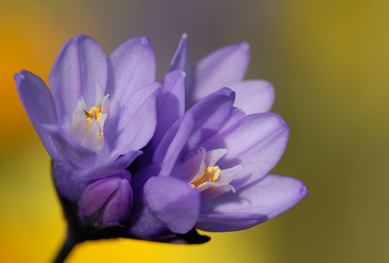 Blue Dicks wildflowers macro photography