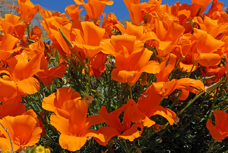 Vibrant Bush Poppies