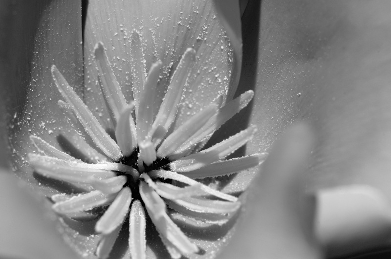 Black & White Poppy Photo