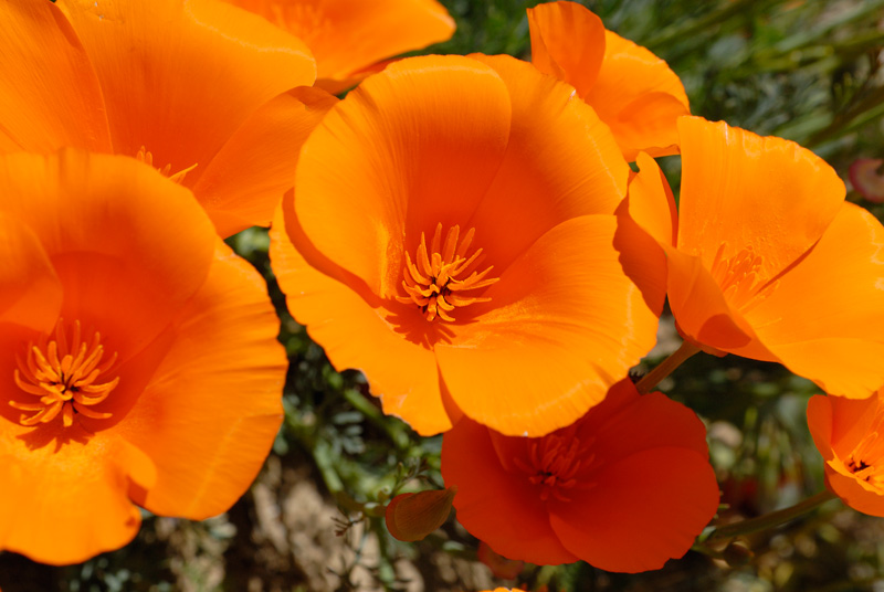 California Poppies in Bloom