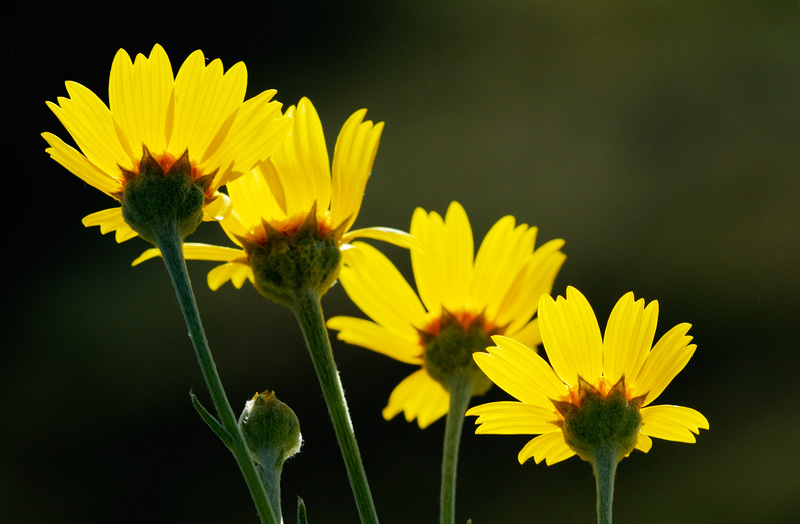 back lit Common Madia  wildflowers