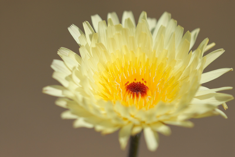 macro view of a desert dandelion