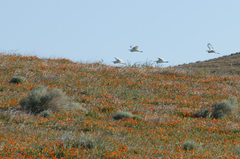 Great Egret flying over hills covered with California poppies