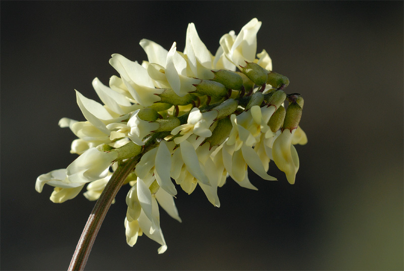 macro shot of a loccoweed wildflower