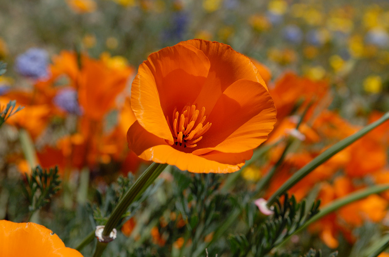 Beautiful California poppy flower on top of the mountain