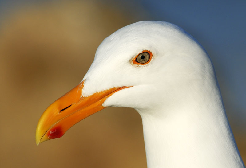Western Gull close up bird photography
