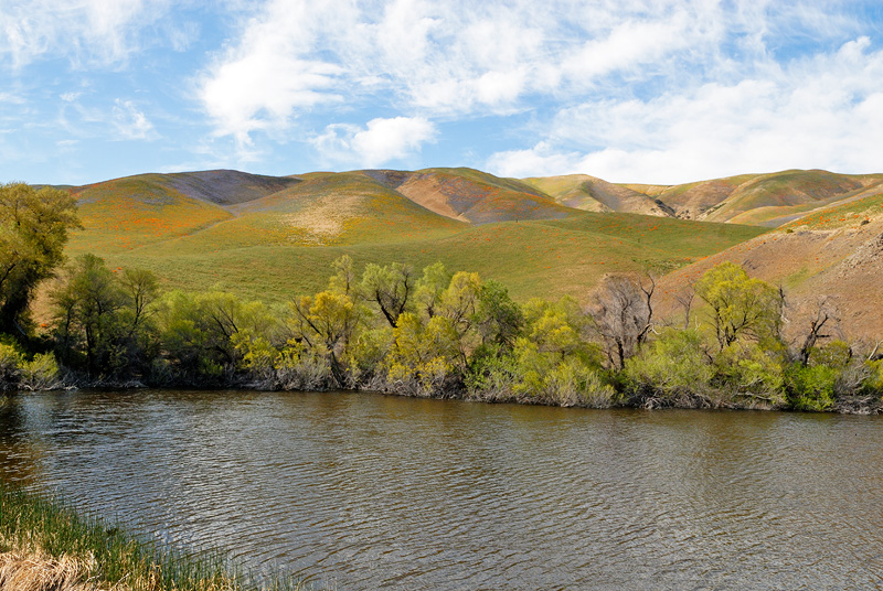 A small pond near Gorman California