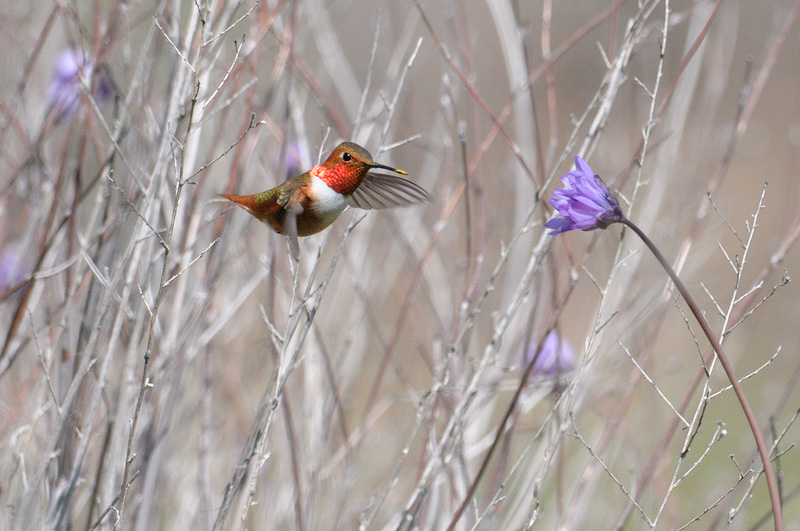 Allen's Hummingbird approaches another flower  