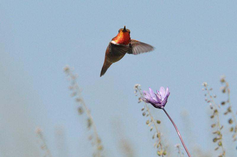 Allen's Hummingbird with a flaming orange gorget glowing in spring sunlight