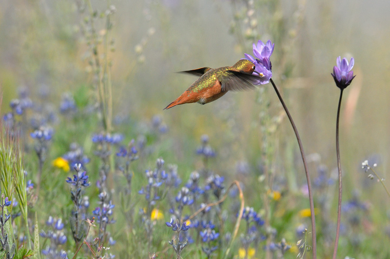 Allen's hummingbird in flight feeding on Blue Dick wildflowers  