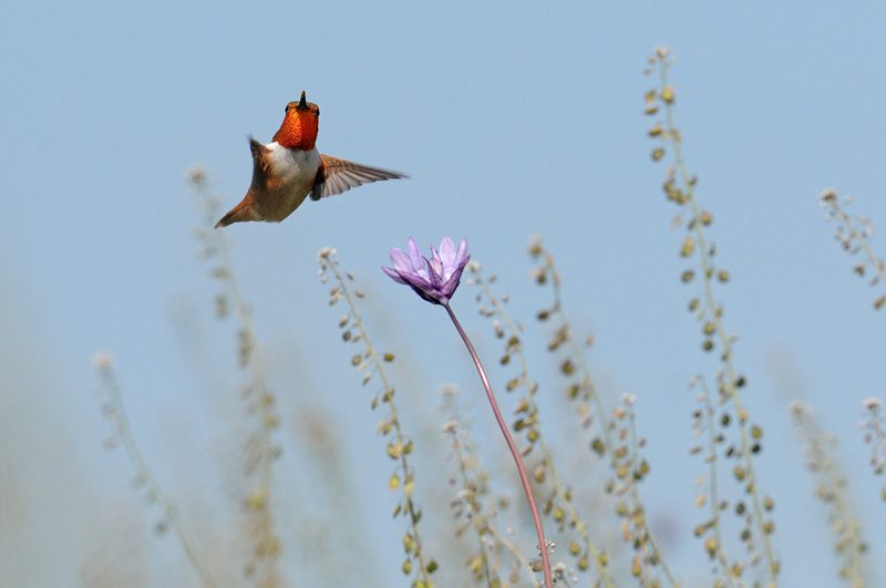 Beautiful male Allen's Hummingbird flying over a Blue Dick wildflower in a quest for nectar