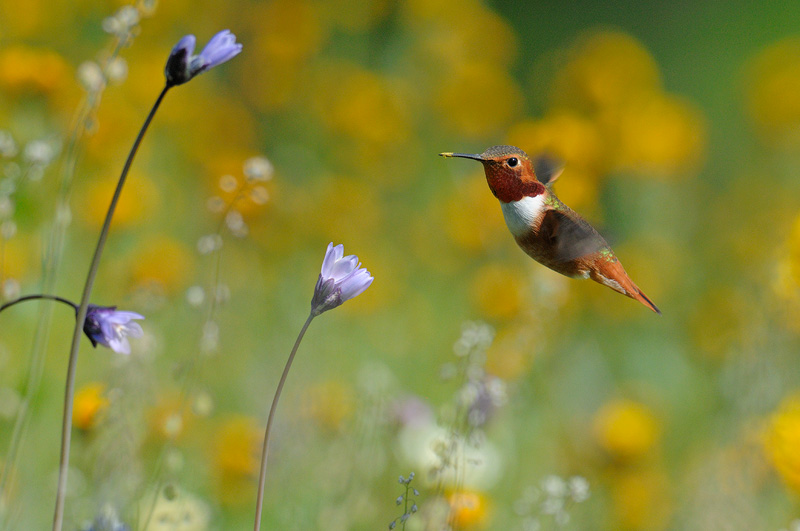 Hummingbirds beat their wings so fast they are a delightful blur of motion  