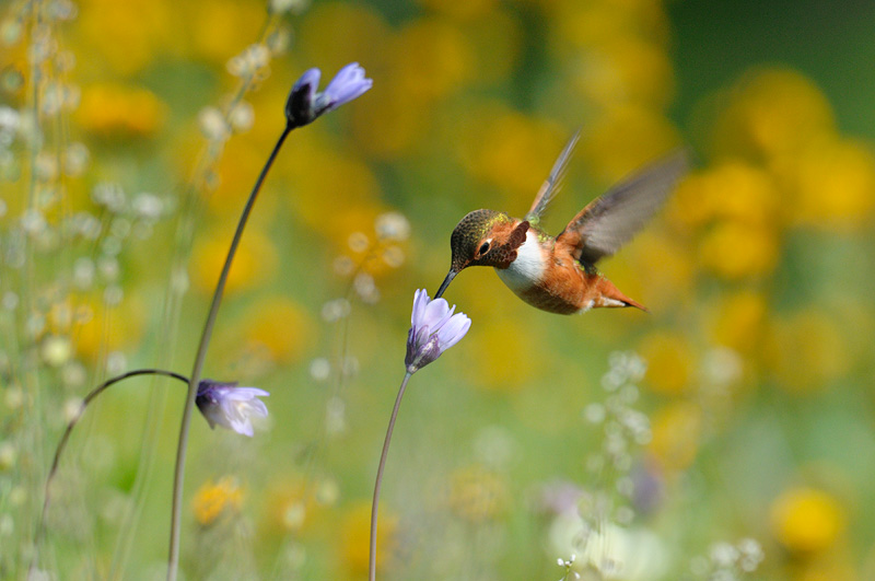 Hummingbird's long slender bill allows for easy access to the goodies wildflowers offer 