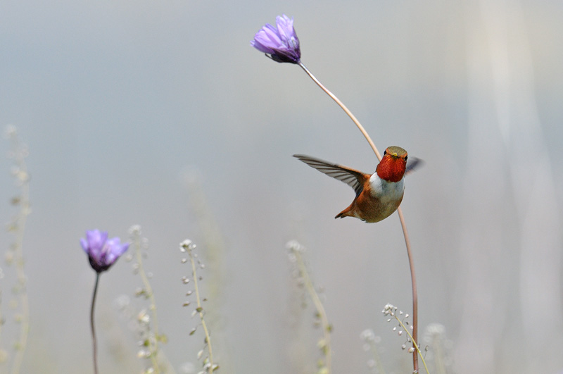 Allen's Hummingbird in flight photography