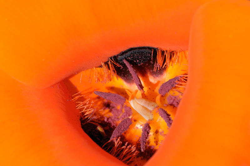 These are amazing gorgeous wildflowers