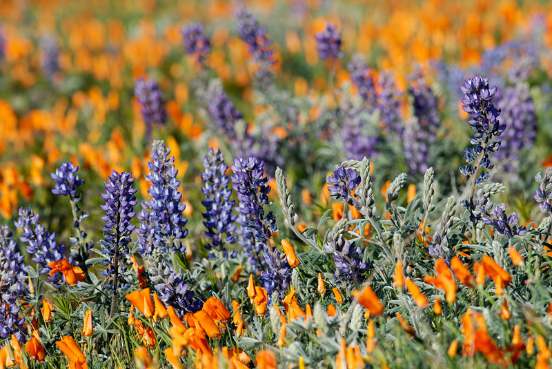 a patch of poppies and lupine