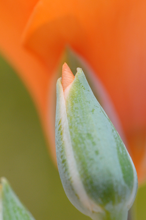 Red Mariposa Lily, Kennedy's Mariposa Lily