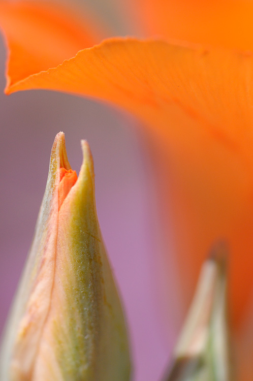 close up view of Calochortus kennedyi Porter var. kennedyi 