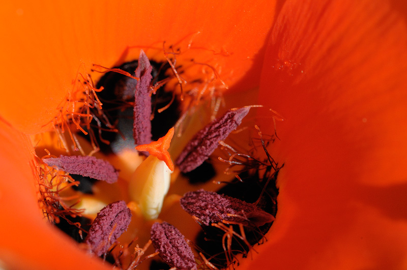 view inside a Kennedy Mariposa Lily