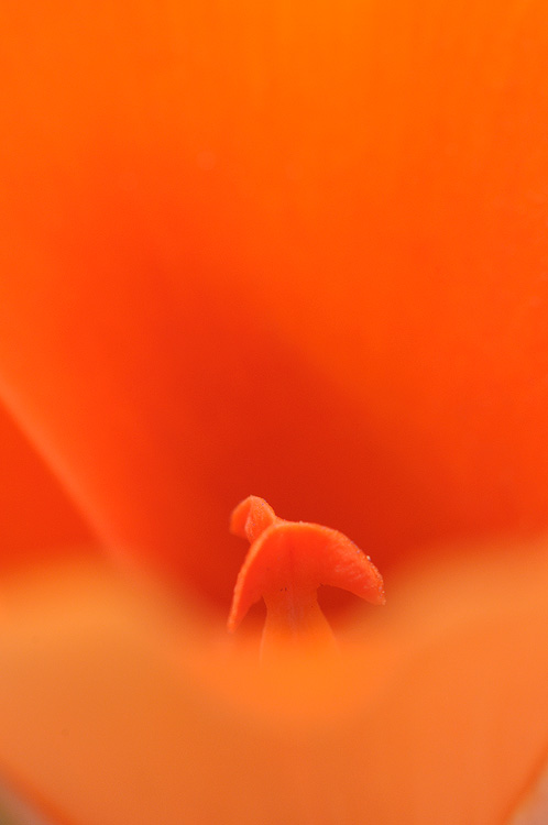 orange mariposa lily
