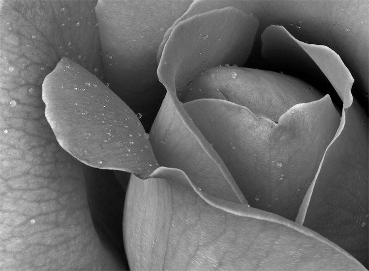 pink rose in black and white