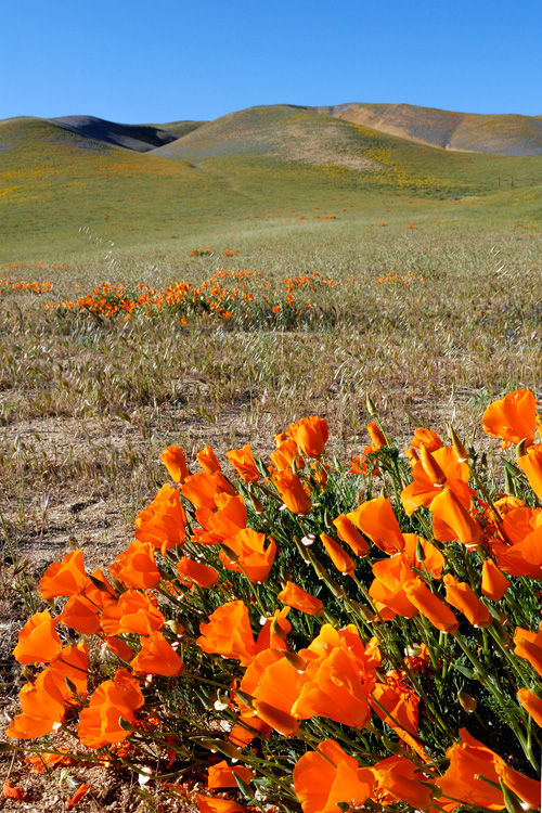poppies in the hills