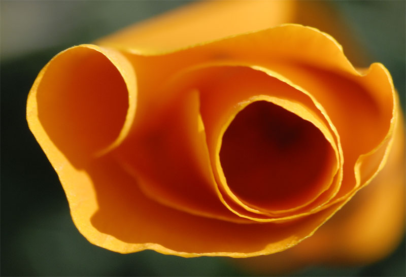 poppy opens shortly after sunrise