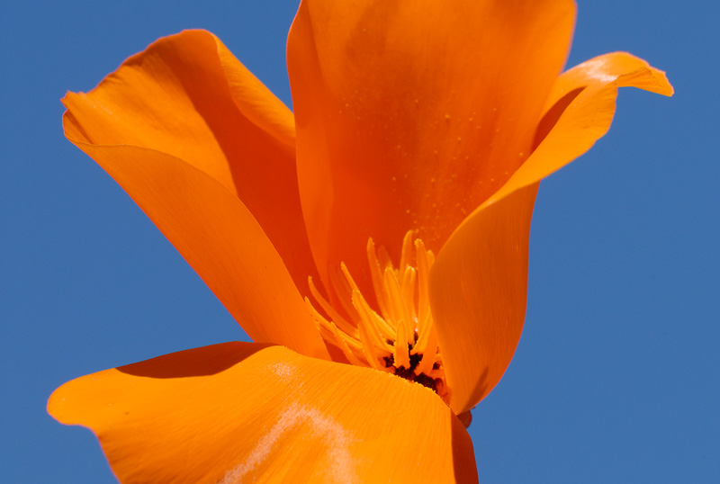 California Poppy