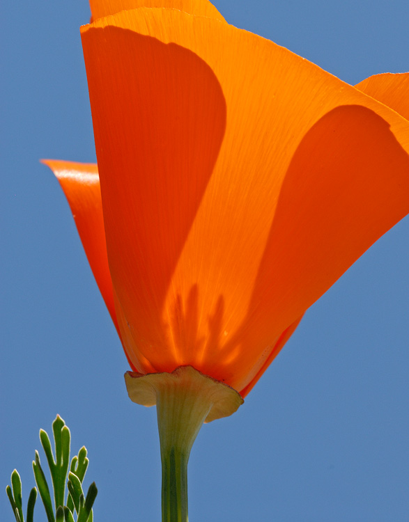 sunshine and spring poppies