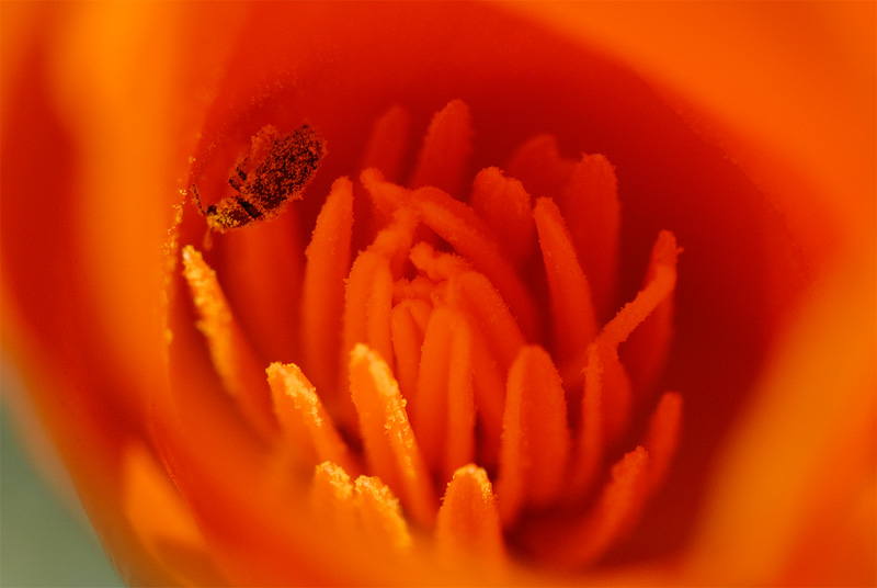 A small beetle inside a poppy
