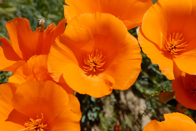 California poppies in full bloom