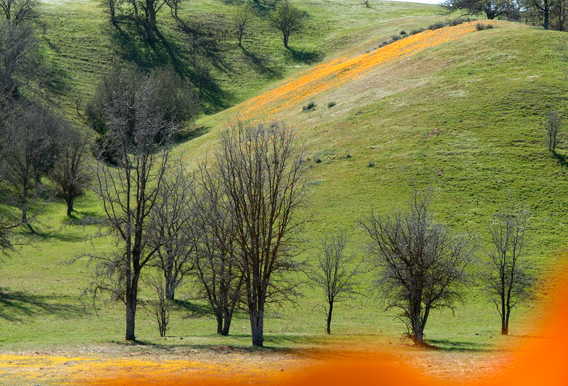 Central California hillsides glowing with patches of orange California Poppies