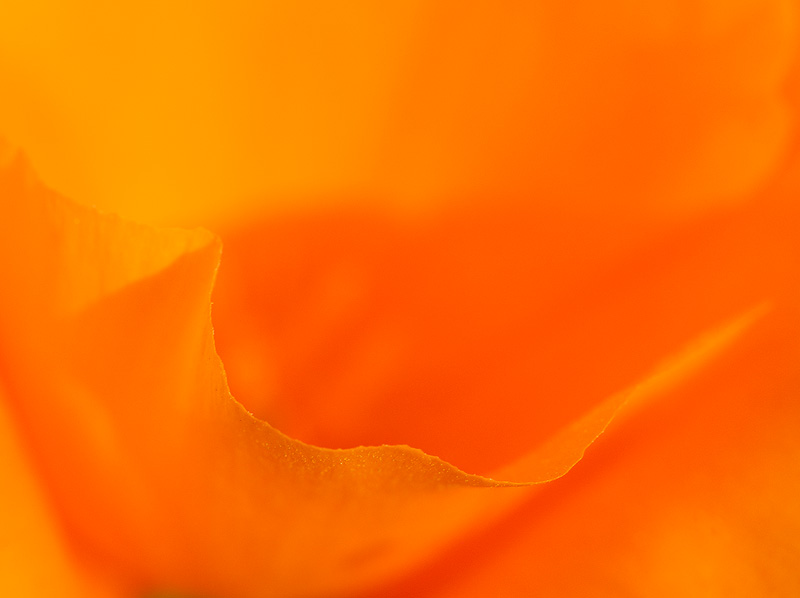 macro view of a poppy petal