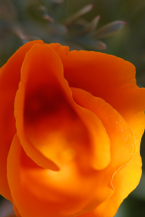 soft and delicate poppy petals 