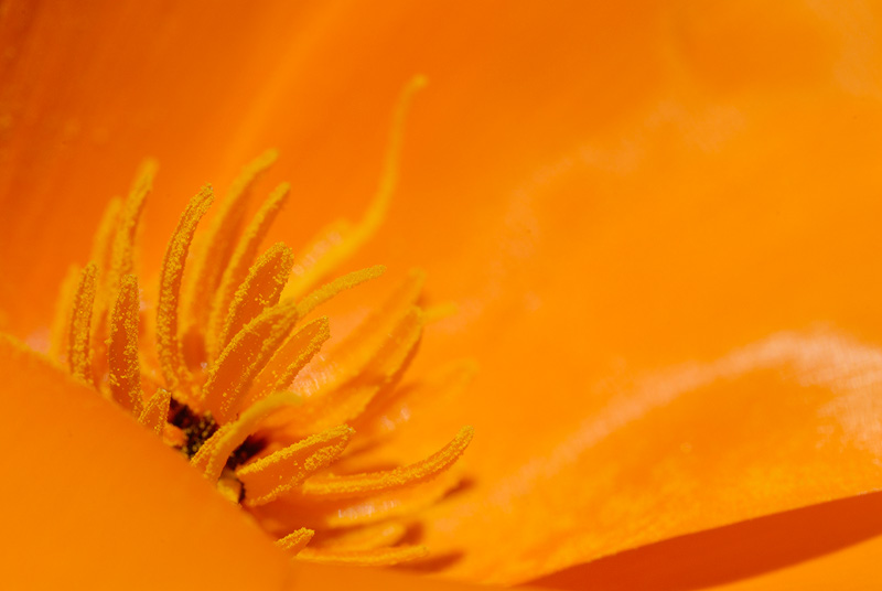 poppy stamens loaded with pollen