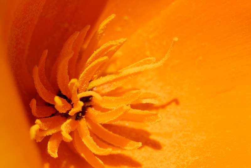 poppy stamens loaded with pollen